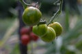 Ripening yellow green tomatoes called zebra in garden, ready to harvest