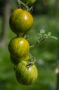 Ripening yellow green tomatoes called zebra in garden, ready to harvest