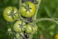 Ripening yellow green tomatoes called zebra in garden, ready to harvest