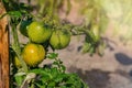 Ripening yellow green tomatoes in garden, ready to harvest