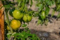 Ripening yellow green tomatoes in garden, ready to harvest