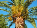 Ripening Yellow Palm Fruit