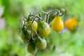 Ripening yellow pear tomatoes Royalty Free Stock Photo