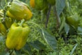 Ripening yellow sweet peppers