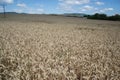 Ripening yellow wheat ears on field at summer time. Golden wheats Triticum spikelets with blue cloudy sky background