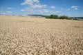 Ripening yellow wheat ears on field at summer time. Golden wheats Triticum spikelets with blue cloudy sky background Royalty Free Stock Photo