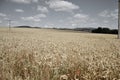 Ripening yellow wheat ears on field at summer time. Golden wheats Triticum spikelets with blue cloudy sky background Royalty Free Stock Photo