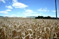 Ripening yellow wheat ears on field at summer time. Golden wheats Triticum spikelets with blue cloudy sky background