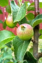 Ripening young apples on the branch. The garden is growing. Plant production.