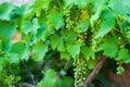 Ripening young green grapes. Green small grapes grow on a bush. Close-up, green unripe berries, unripe grapes