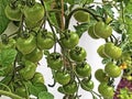 Ripening of young green ornamental tomatoes in the home vegetable garden, Brienz - Canton of Bern, Switzerland / Schweiz