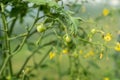 Ripening young tomatoes close-up. Tomato plant in greenhouse. Organic food agriculture concept. Green small tomatoes for