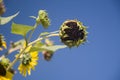 Ripenning seeds of sunflowers on the branch fullsun Royalty Free Stock Photo