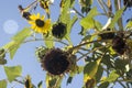 Ripenning seeds of sunflowers on the branch fullsun Royalty Free Stock Photo