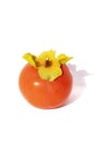 Ripes orange persimmon fruit isolated on white background. Royalty Free Stock Photo