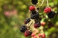 Riping brambleberries in summersun Royalty Free Stock Photo