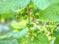 Riping garnet berries on branch in garden. Sour green red currant. Royalty Free Stock Photo