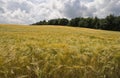 Riping grain on field in summer Royalty Free Stock Photo