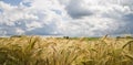 Riping grain on the fields in summer sun Royalty Free Stock Photo