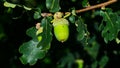 Riping green acorn and leaves on oak, quercus, close-up, selective focus, shallow DOF Royalty Free Stock Photo