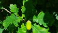 Riping green acorn and leaves on oak, quercus, close-up, selective focus, shallow DOF Royalty Free Stock Photo