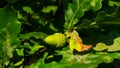 Riping green acorn and leaves on oak, quercus, close-up, selective focus, shallow DOF Royalty Free Stock Photo