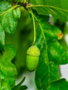 Riping green acorn and leaves on oak, quercus, close-up, selective focus, shallow DOF Royalty Free Stock Photo