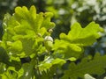 Riping green acorn and leaves on oak, quercus, close-up, selective focus, shallow DOF Royalty Free Stock Photo