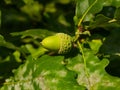 Riping green acorn and leaves on oak, quercus, close-up, selective focus, shallow DOF Royalty Free Stock Photo