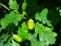 Riping green acorns and leaves on oak, quercus, close-up, selective focus, shallow DOF Royalty Free Stock Photo