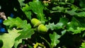 Riping green acorns and leaves on oak, quercus, close-up, selective focus, shallow DOF Royalty Free Stock Photo