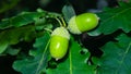 Riping green acorns and leaves on oak, quercus, close-up, selective focus, shallow DOF Royalty Free Stock Photo