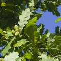 Riping green acorns and leaves on oak, quercus, close-up, selective focus, shallow DOF Royalty Free Stock Photo