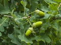 Riping green acorns and leaves on oak, quercus, close-up, selective focus, shallow DOF Royalty Free Stock Photo