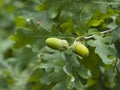 Riping green acorns and leaves on oak, quercus, close-up, selective focus, shallow DOF Royalty Free Stock Photo
