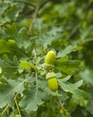 Riping green acorns and leaves on oak, quercus, close-up, selective focus, shallow DOF Royalty Free Stock Photo