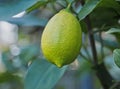 Riping lemon fruit on a tree Royalty Free Stock Photo