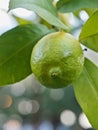 Riping lemon fruit on a tree Royalty Free Stock Photo