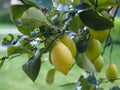 Riping lemon fruit on a tree Royalty Free Stock Photo