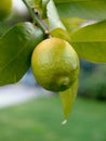 Riping lemon fruit on a tree Royalty Free Stock Photo