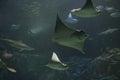 ripleys aquarium toronto giant oceanic manta ray swimming scattered in aquarium 51 ph Royalty Free Stock Photo