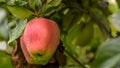 Rippe apple in the orchard