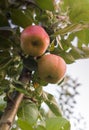 Rippe apples in the orchard