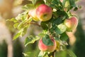 Rippe apples in the orchard ready for harvests Royalty Free Stock Photo