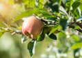 Rippe apples in the orchard ready for harvests Royalty Free Stock Photo