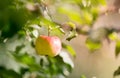 Rippe apples in the orchard ready for harvests Royalty Free Stock Photo