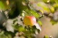 Rippe apples in the orchard ready for harvests Royalty Free Stock Photo