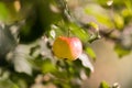 Rippe apples in the orchard ready for harvests