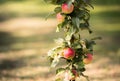 Rippe apples in the orchard ready for harvests Royalty Free Stock Photo