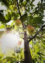 Rippe apples in the orchard ready for harvests Royalty Free Stock Photo